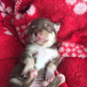 Meet your Posher, Nicki